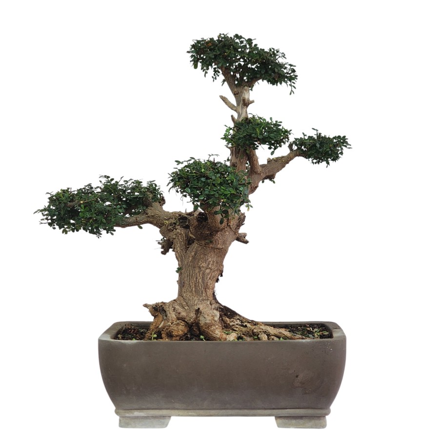 בונסאי פלפלון סיני (Zanthoxylum beecheyanum) Sichuan pepper – תמונה 1
