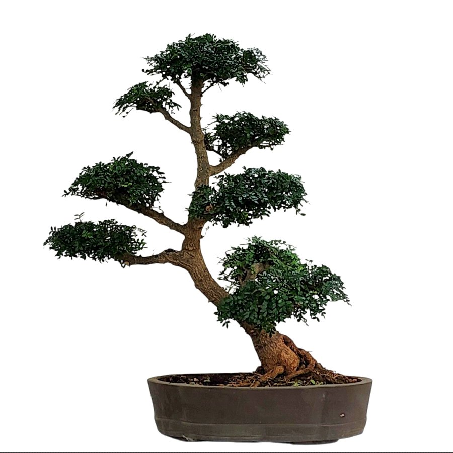 בונסאי פלפלון סיני (Zanthoxylum beecheyanum) Sichuan pepper – תמונה 1