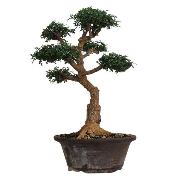 בונסאי פלפלון סיני (Zanthoxylum beecheyanum) Sichuan pepper