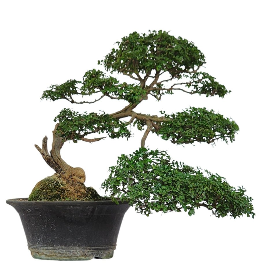 בונסאי פלפלון סיני (Zanthoxylum beecheyanum) Sichuan pepper – תמונה 1