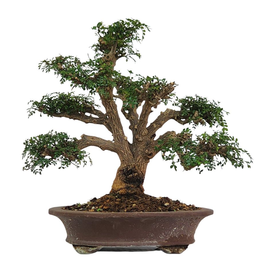 בונסאי פלפלון סיני (Zanthoxylum beecheyanum) Sichuan pepper – תמונה 1
